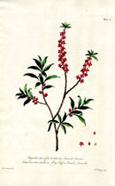 Edwards 1700 Bay Leaf - Panteek Antique Prints