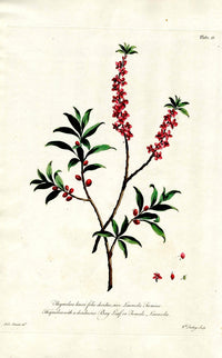 Edwards 1700 Bay Leaf - Panteek Antique Prints