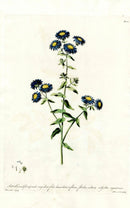 Edwards 1700 Biscoe Belle - Panteek Antique Prints