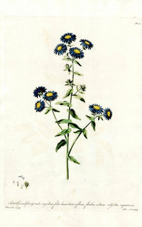 Edwards 1700 Biscoe Belle - Panteek Antique Prints