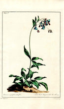 Edwards 1700 Blue Lungwort - Panteek Antique Prints