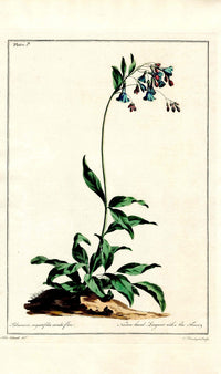 Edwards 1700 Blue Lungwort - Panteek Antique Prints