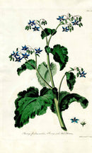 Edwards 1700 Borage with Blue Flowers - Panteek Antique Prints