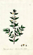Edwards 1700 Broad Leaved Roman Myrtle - Panteek Antique Prints