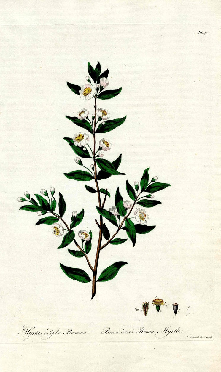 Edwards 1700 Broad Leaved Roman Myrtle