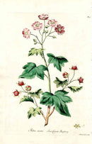 Edwards 1700 Canada Raspberry - Panteek Antique Prints