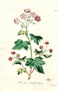 Edwards 1700 Canada Raspberry - Panteek Antique Prints