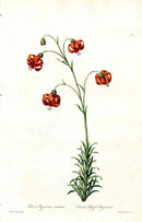 Edwards 1700 Carmine Lily - Panteek Antique Prints