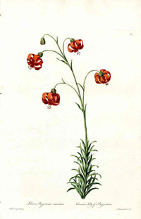Edwards 1700 Carmine Lily - Panteek Antique Prints