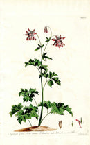 Edwards 1700 Columbine with Striped Flower - Panteek Antique Prints