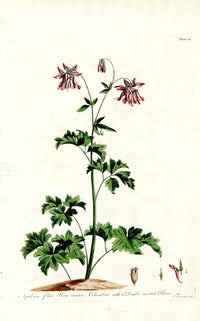 Edwards 1700 Columbine with Striped Flower - Panteek Antique Prints