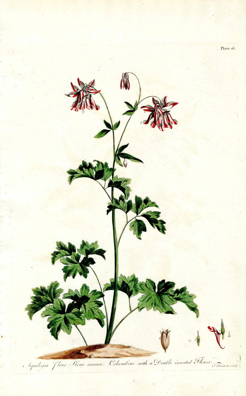 Edwards 1700 Columbine with Striped Flower