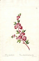 Edwards 1700 Common Peach Tree - Panteek Antique Prints