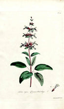 Edwards 1700 Common Red Sage - Panteek Antique Prints