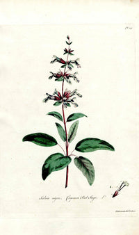 Edwards 1700 Common Red Sage - Panteek Antique Prints