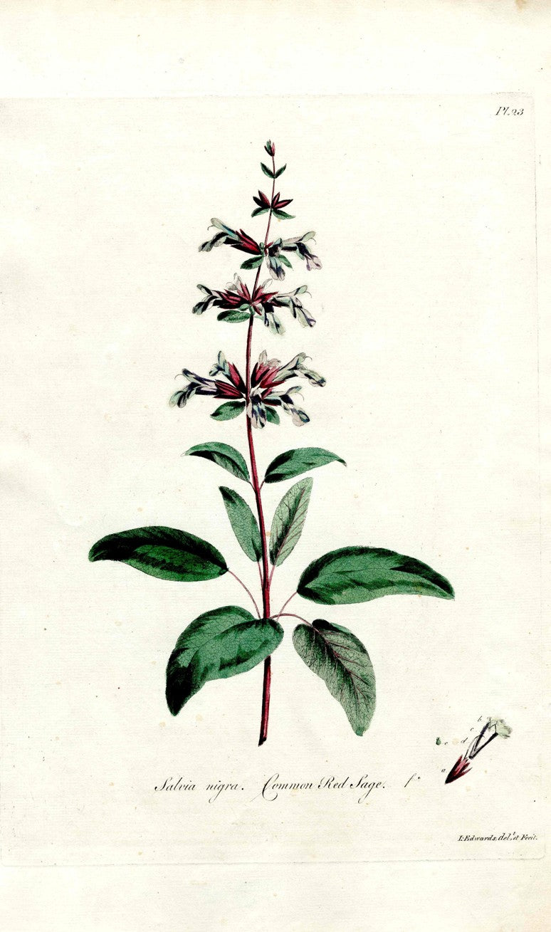 Edwards 1700 Common Red Sage