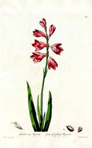 Edwards 1700 Cornflag of Byzantium - Panteek Antique Prints