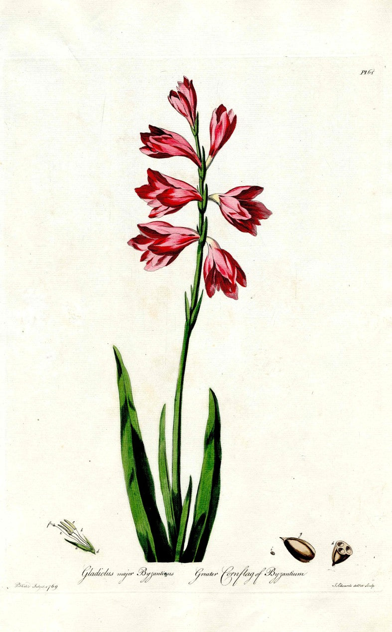 Edwards 1700 Cornflag of Byzantium