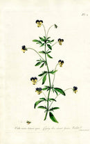 Edwards 1700 Creeping Garden Violet - Panteek Antique Prints