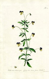 Edwards 1700 Creeping Garden Violet - Panteek Antique Prints