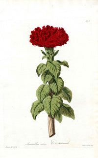 Edwards 1700 Crested Amaranth - Panteek Antique Prints