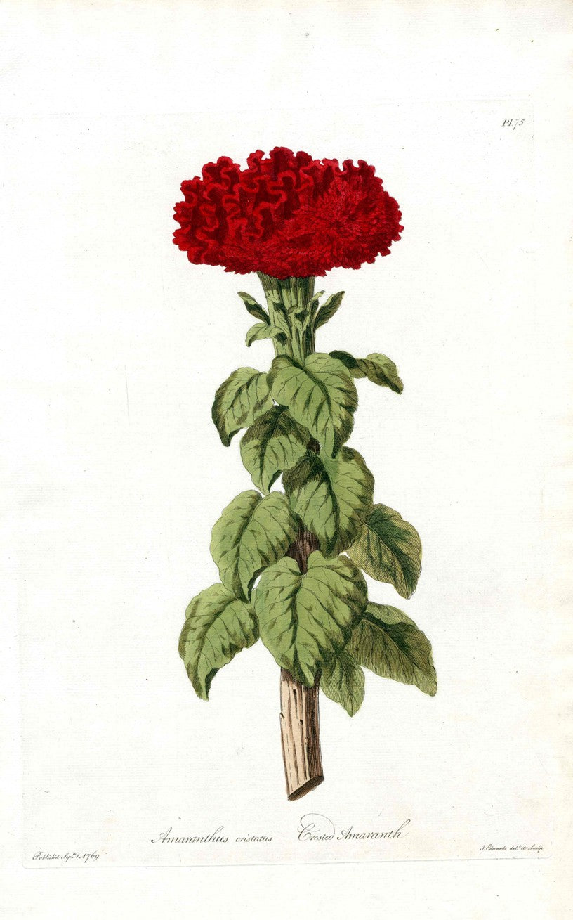 Edwards 1700 Crested Amaranth