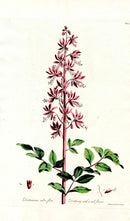 Edwards 1700 Dittany with Red Flower - Panteek Antique Prints