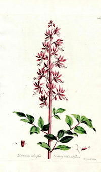 Edwards 1700 Dittany with Red Flower - Panteek Antique Prints