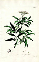 Edwards 1700 Dwarf Elder - Panteek Antique Prints