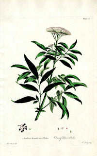 Edwards 1700 Dwarf Elder - Panteek Antique Prints