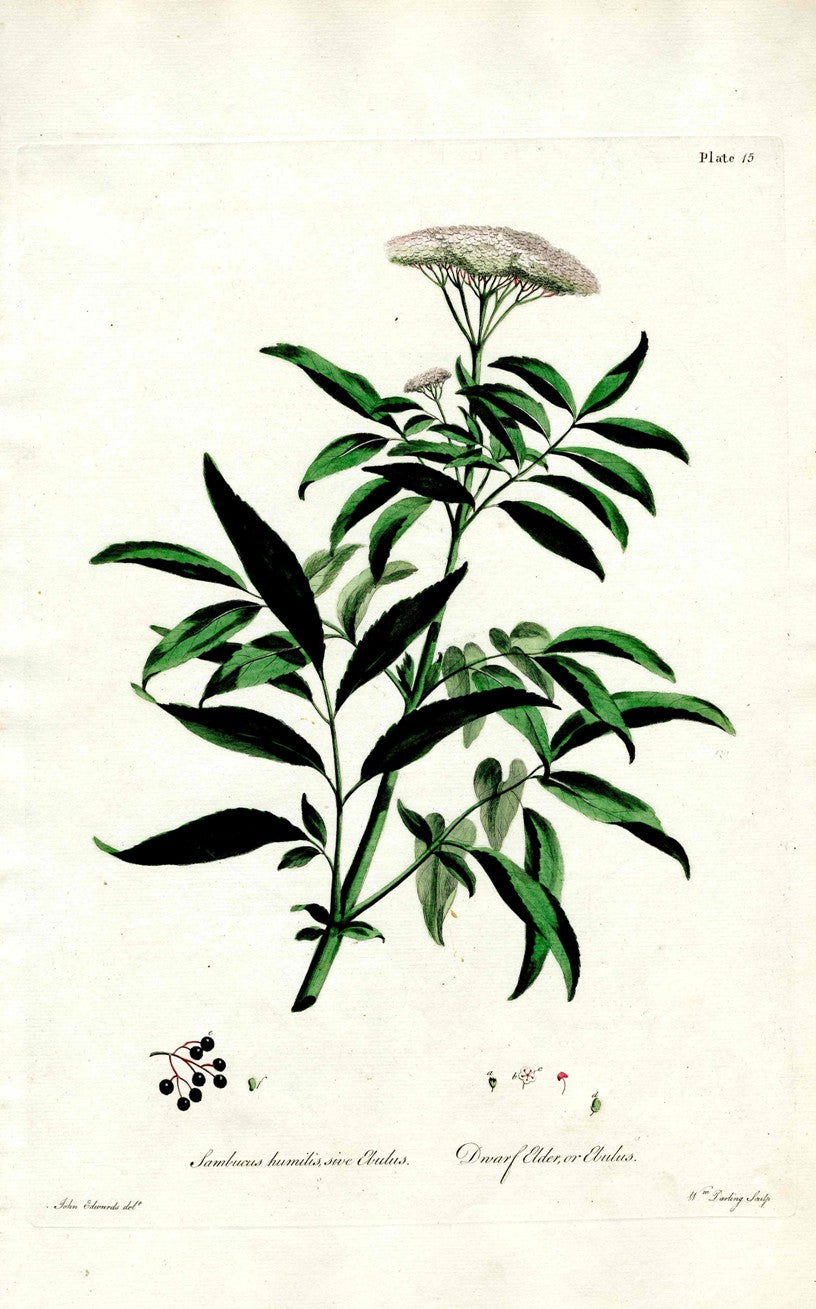 Edwards 1700 Dwarf Elder