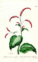 Edwards 1700 Eastern Arsesmart - Panteek Antique Prints