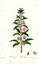 Edwards 1700 Female Balsamine - Panteek Antique Prints