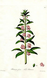 Edwards 1700 Female Balsamine - Panteek Antique Prints