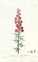Edwards 1700 Garden Larkspur - Panteek Antique Prints