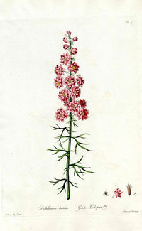 Edwards 1700 Garden Larkspur - Panteek Antique Prints