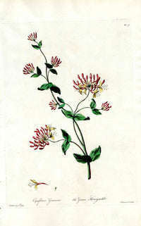 Edwards 1700 German Honeysuckle - Panteek Antique Prints