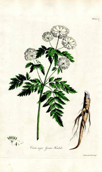 Edwards 1700 Greater Hemlock - Panteek Antique Prints