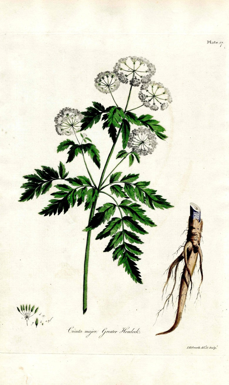 Edwards 1700 Greater Hemlock