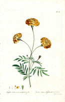 Edwards 1700 Indian Marigolds - Panteek Antique Prints