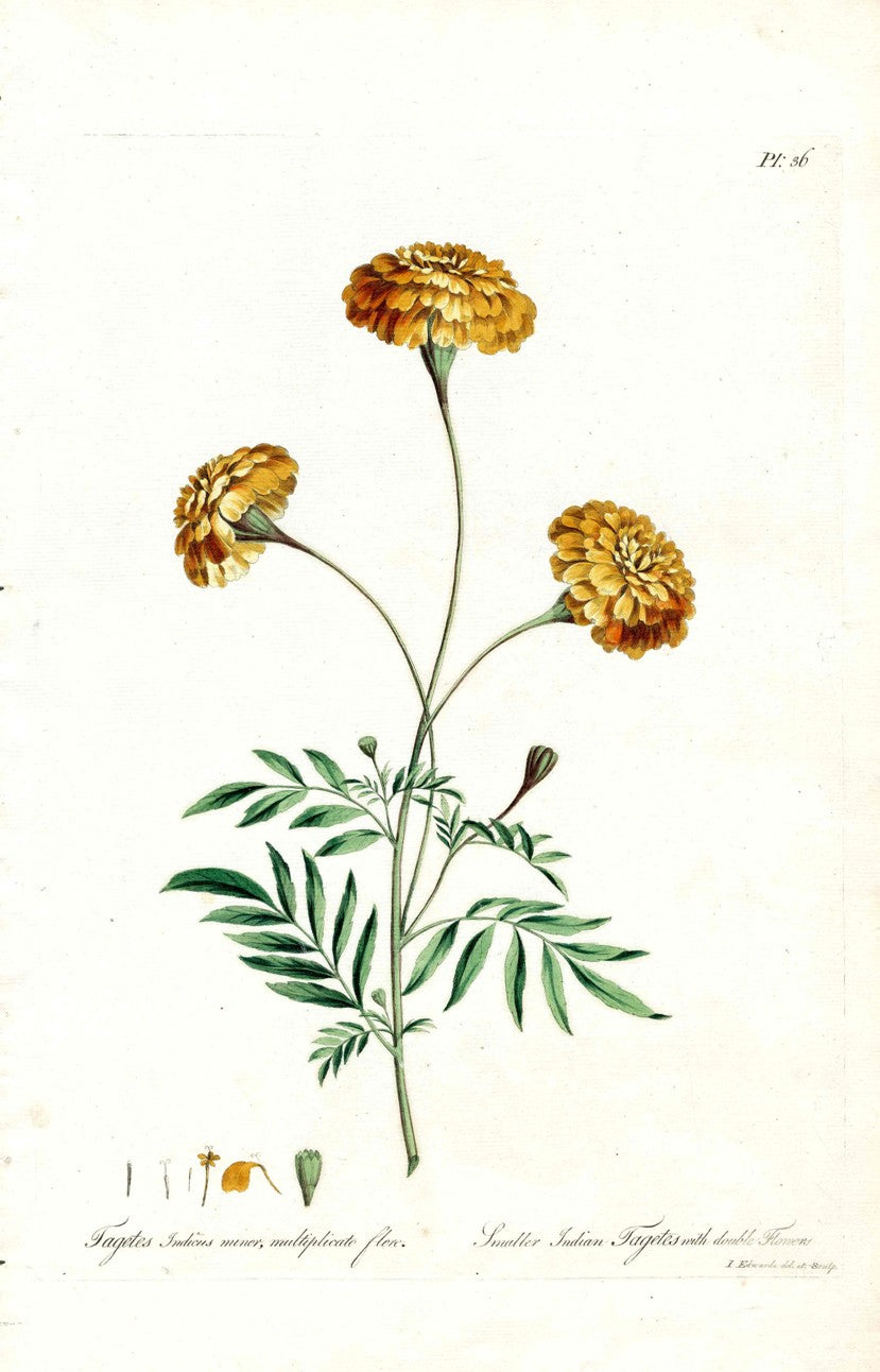 Edwards 1700 Indian Marigolds