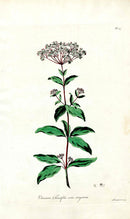 Edwards 1700 Laurustine - Panteek Antique Prints