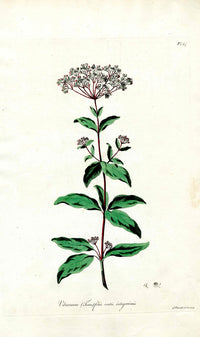 Edwards 1700 Laurustine - Panteek Antique Prints