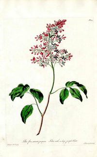 Edwards 1700 Lilac - Panteek Antique Prints
