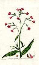 Edwards 1700 Narrow Leaf Tobacco - Panteek Antique Prints