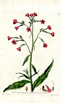 Edwards 1700 Narrow Leaf Tobacco - Panteek Antique Prints