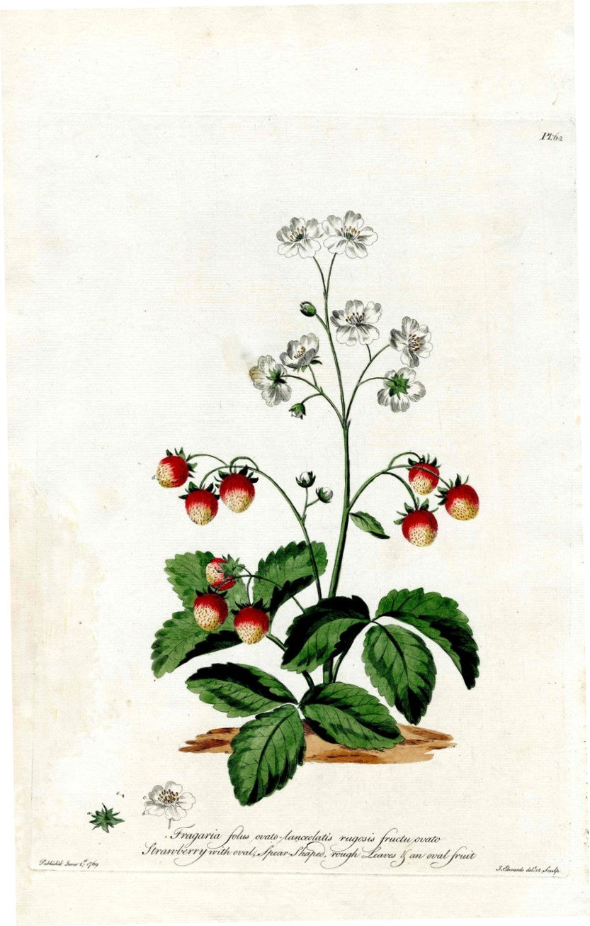 Edwards 1700 Oval Strawberry