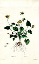 Edwards 1700 Pilewort - Panteek Antique Prints