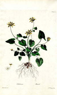Edwards 1700 Pilewort - Panteek Antique Prints