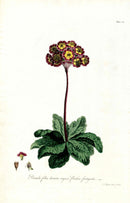 Edwards 1700 Primula - Panteek Antique Prints